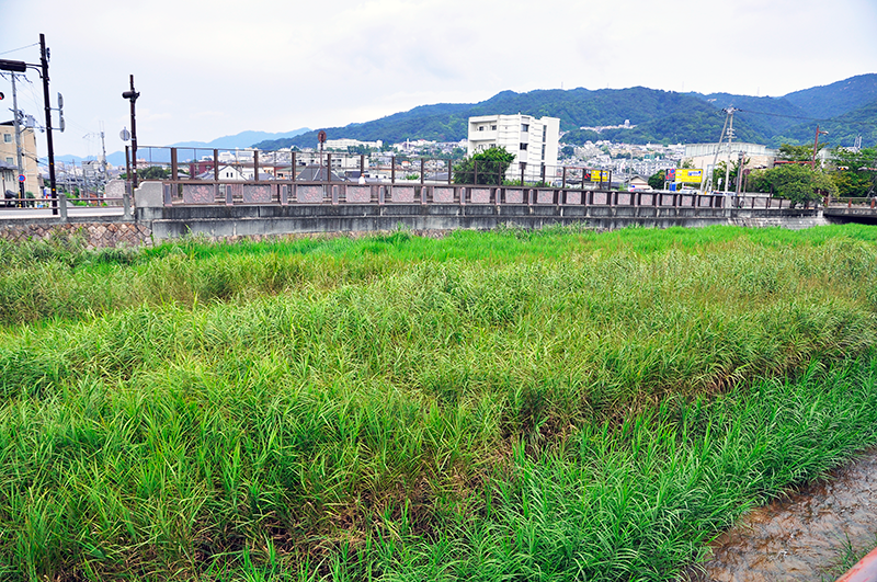 芦屋川の線路上の川面を東岸下流側から見たところ。画面左やや上遥かに線路が遠望できるのが判るだろうか。まず、左隅のベージュ色の建物の存在を憶えておいてほしい。