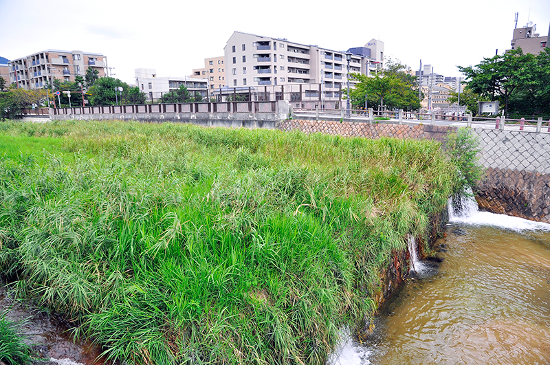 芦屋川の川面の西岸下流側からの眺め。画面左や中央の建物の形を憶えておいてほしい。