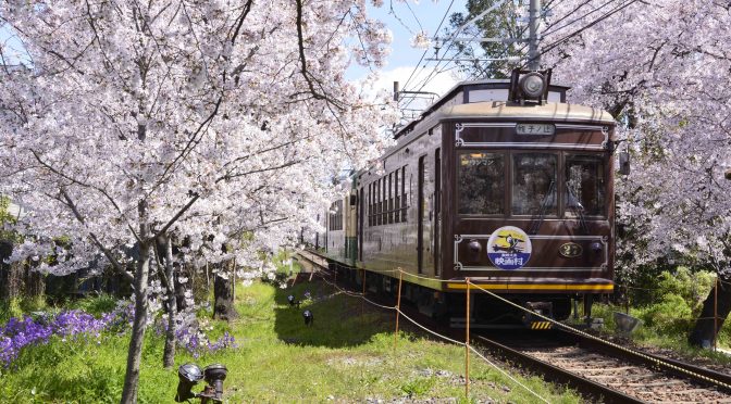 嵐電桜のトンネルは2020年〜しばらくライトアップ休止です