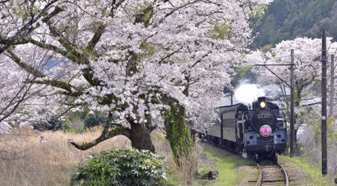 大井川鐵道で桜シーズンに「さくら」号運転