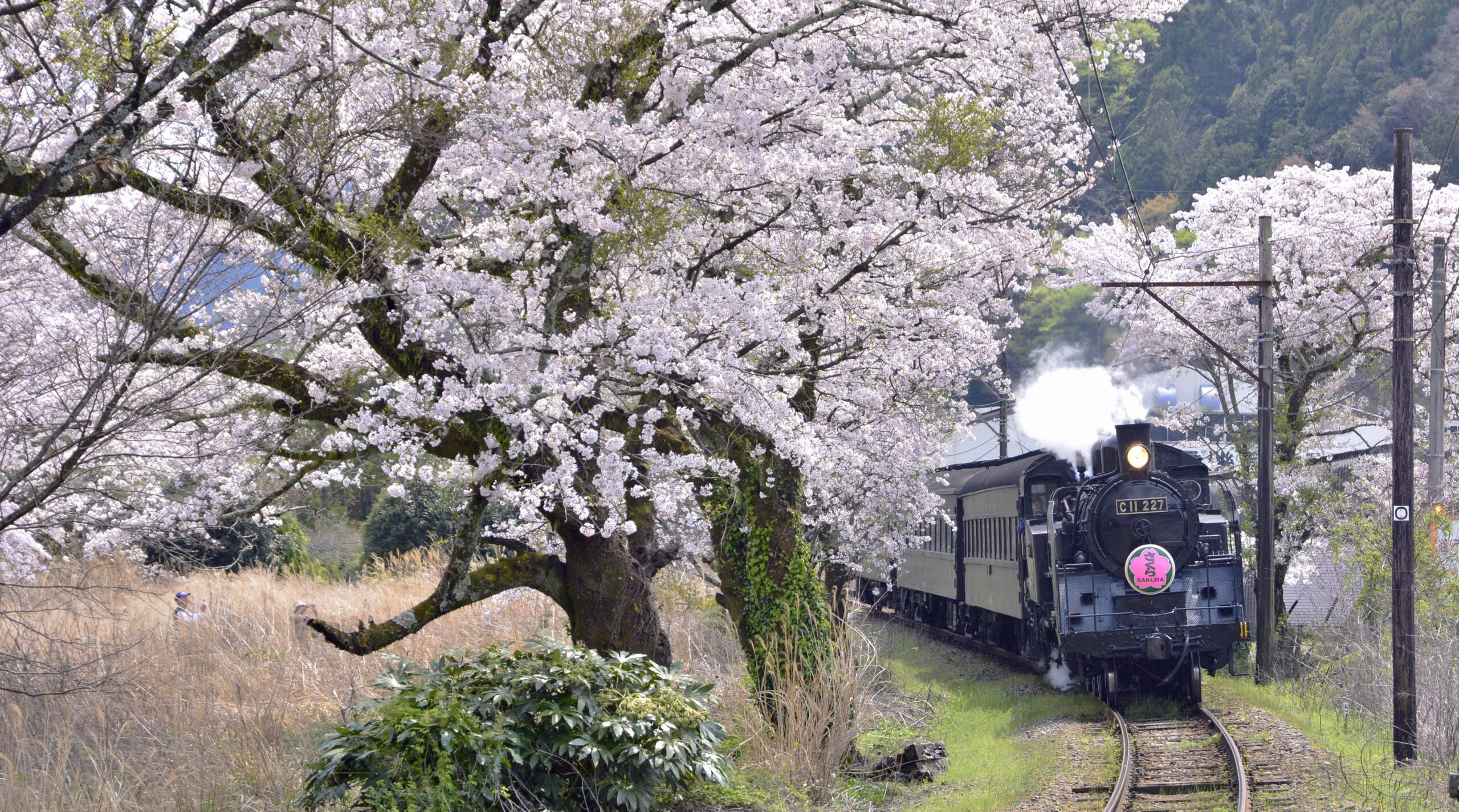 大井川鐵道で桜シーズンに「さくら」号運転 | 鉄道旅のガイド